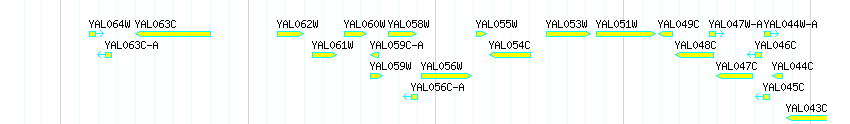 Genes detail