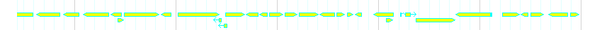 Genes detail