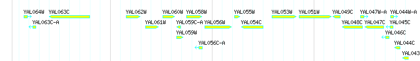 Genes detail