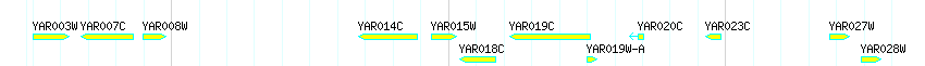 Genes detail