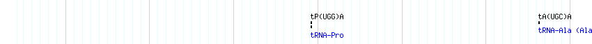 tRNAs detail