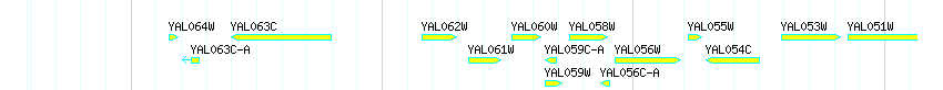 Genes detail