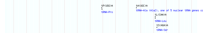 tRNAs detail