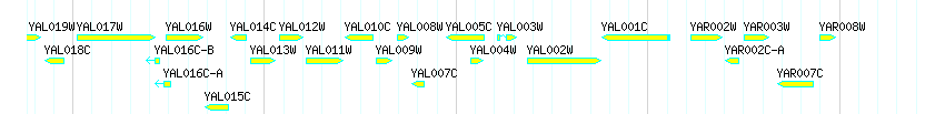 Genes detail