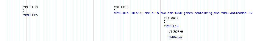 tRNAs detail