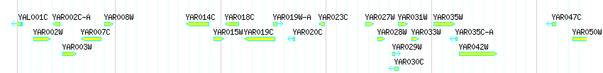 Genes detail