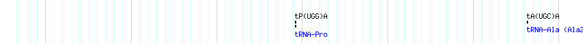 tRNAs detail