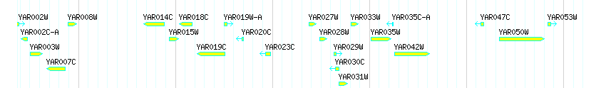Genes detail