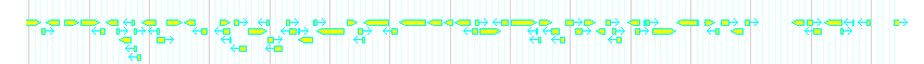 Genes detail