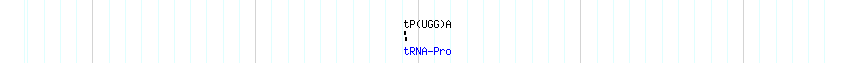 tRNAs detail