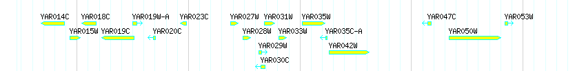 Genes detail