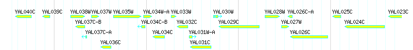 Genes detail