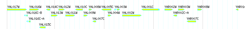 Genes detail