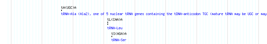 tRNAs detail