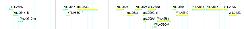 Genes detail