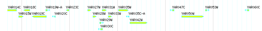 Genes detail