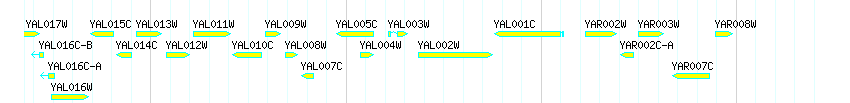 Genes detail