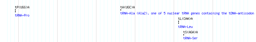tRNAs detail