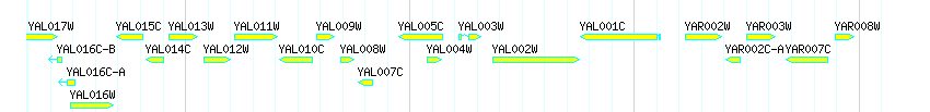 Genes detail