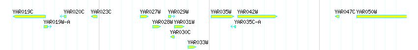 Genes detail