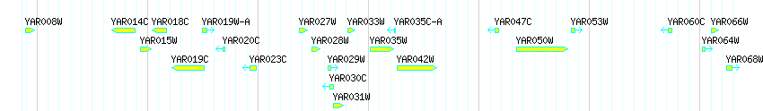 Genes detail