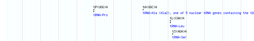 tRNAs detail