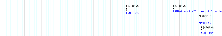 tRNAs detail