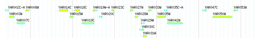 Genes detail