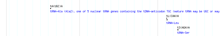 tRNAs detail