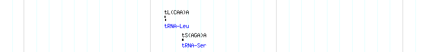 tRNAs detail