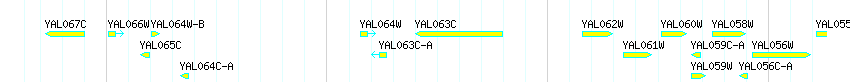 Genes detail