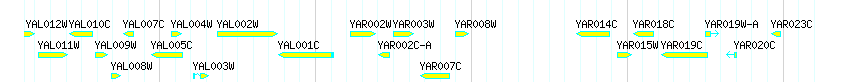 Genes detail