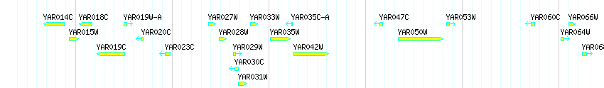 Genes detail