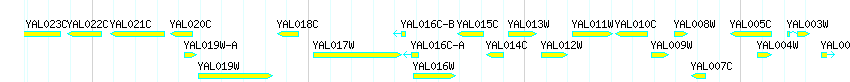 Genes detail