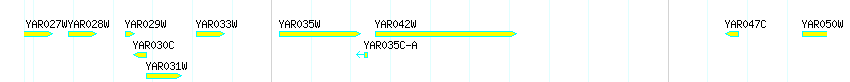Genes detail