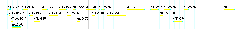 Genes detail