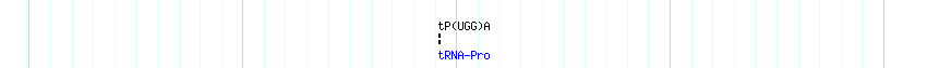 tRNAs detail