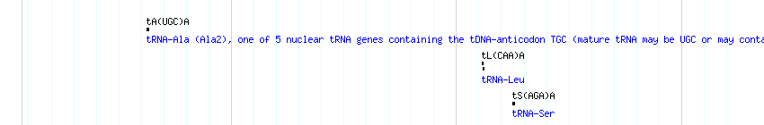 tRNAs detail