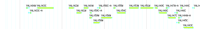 Genes detail