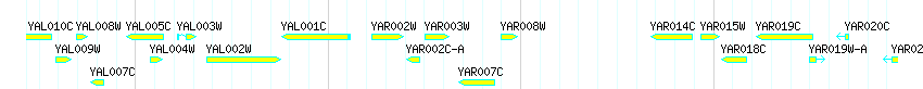 Genes detail