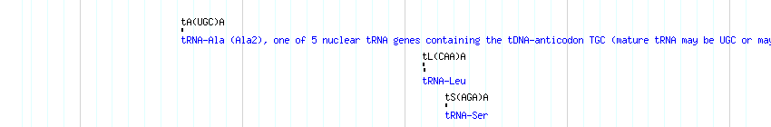 tRNAs detail