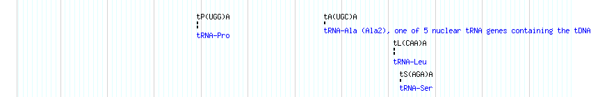 tRNAs detail