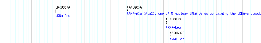 tRNAs detail