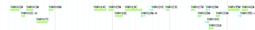 Genes detail