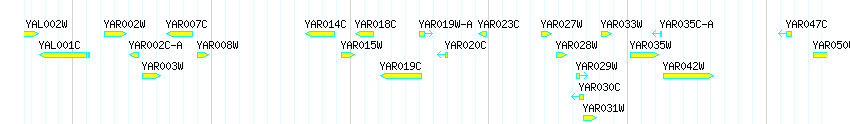 Genes detail