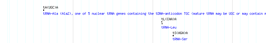tRNAs detail