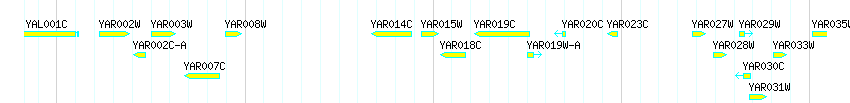 Genes detail