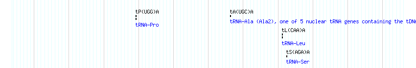 tRNAs detail