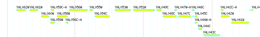 Genes detail