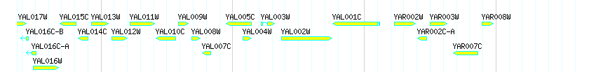 Genes detail